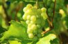 Bio wein sommerach