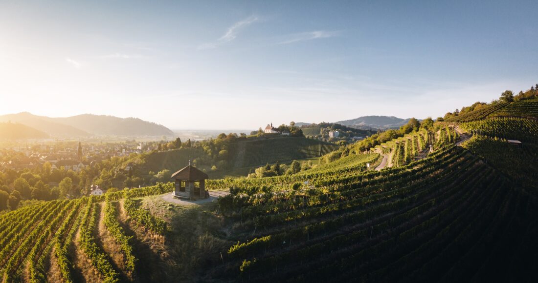 Gengenbach Weinberg