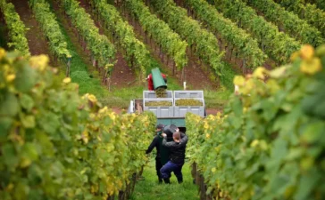 Weinernte 2025