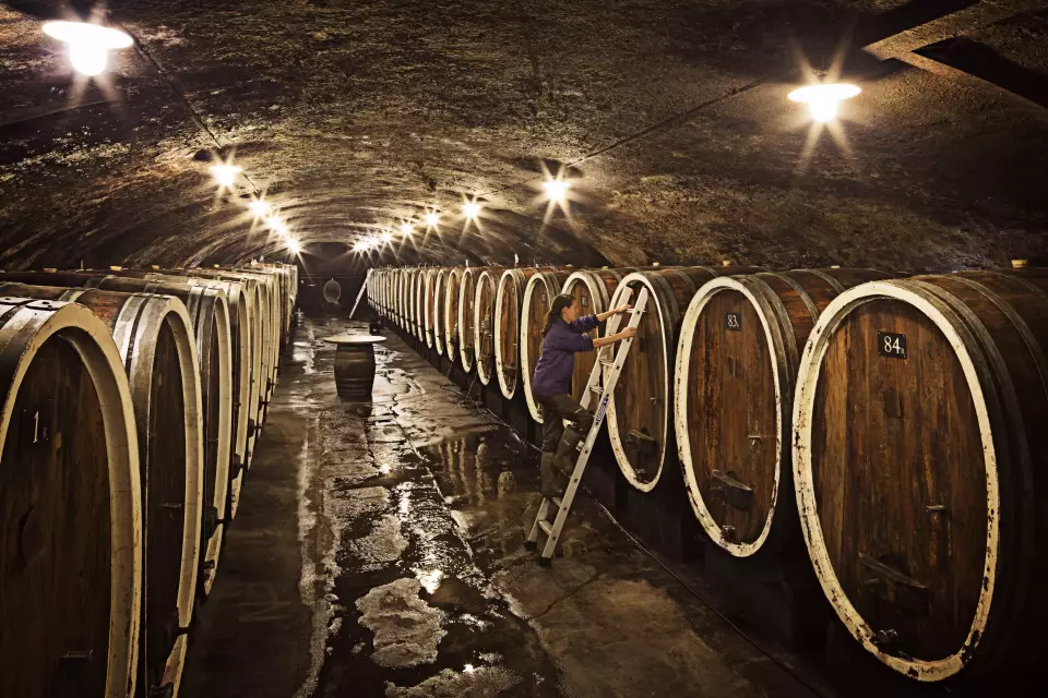 Weinbestände leicht gesunken