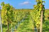 Weinberge in Sommerach