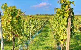 Weinberge in Sommerach