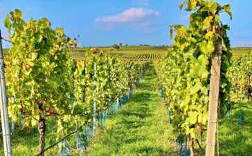 Weinberge in Sommerach