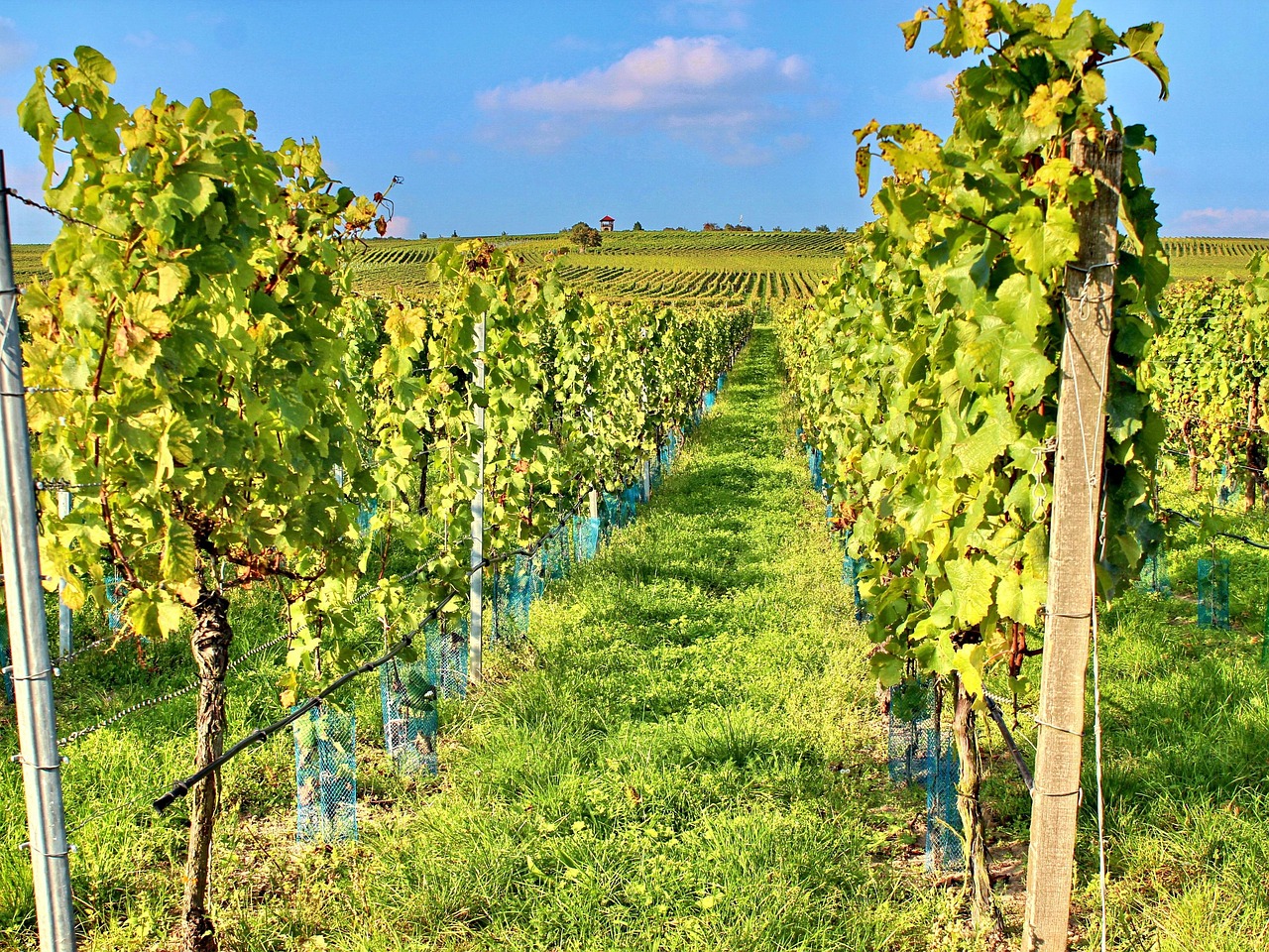 Weinberge in Sommerach